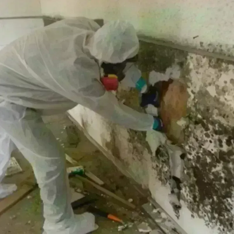 Mold Remediation and Removal in Lapeer, MI